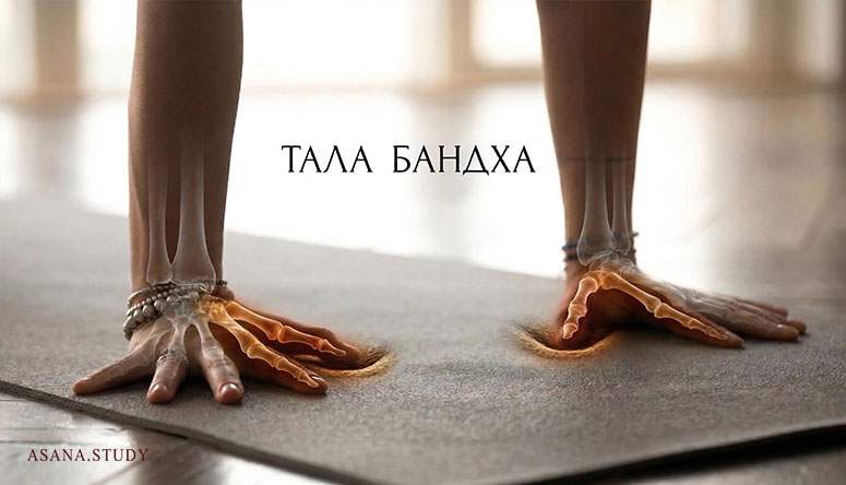 Анатомическая схема кистей в упоре: давление на основание пальцев при тала-бандхе для защиты запястий.