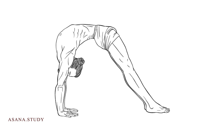 Урдхва дханурасана (поза лука вверх): техника выполнения для начинающих