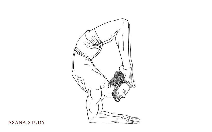 Вришчикасана: полное руководство по позе скорпиона