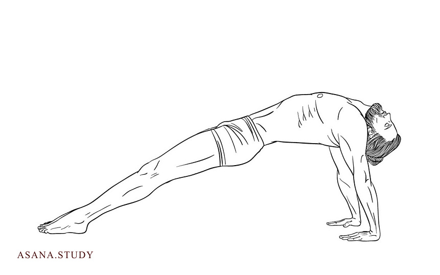 Пурвоттанасана: укрепление спины, раскрытие грудной клетки и улучшение осанки