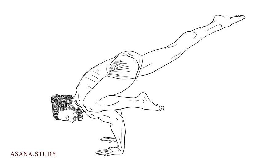 Эка пада бакасана I: техника выполнения и распространённые ошибки